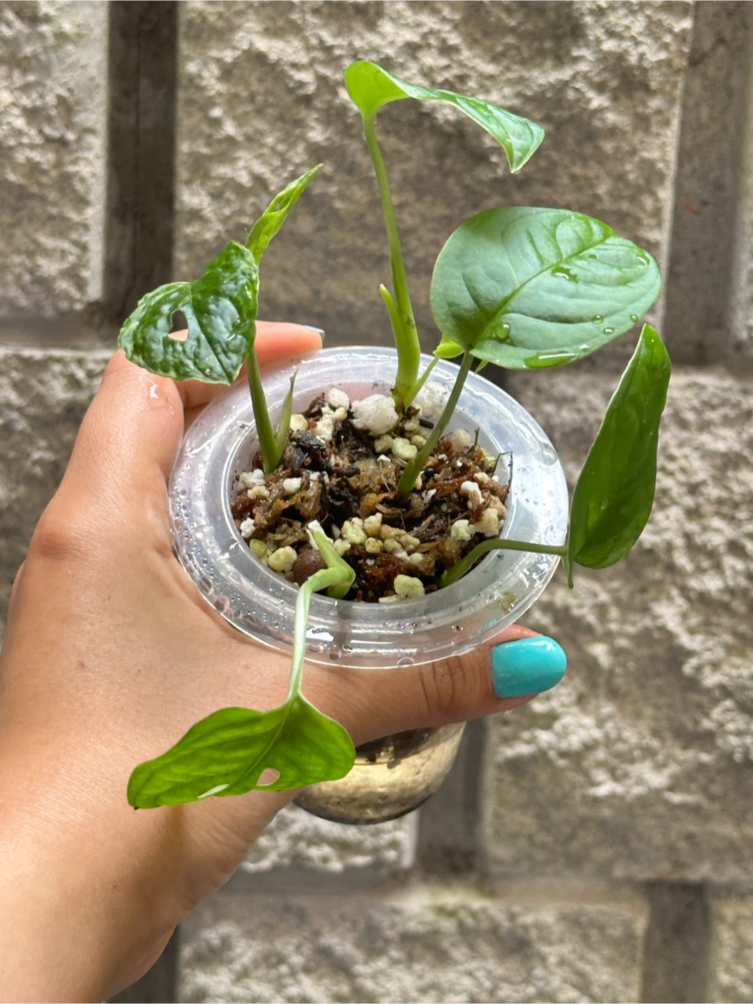 Monstera Adansonii Plant (Albo Revert)