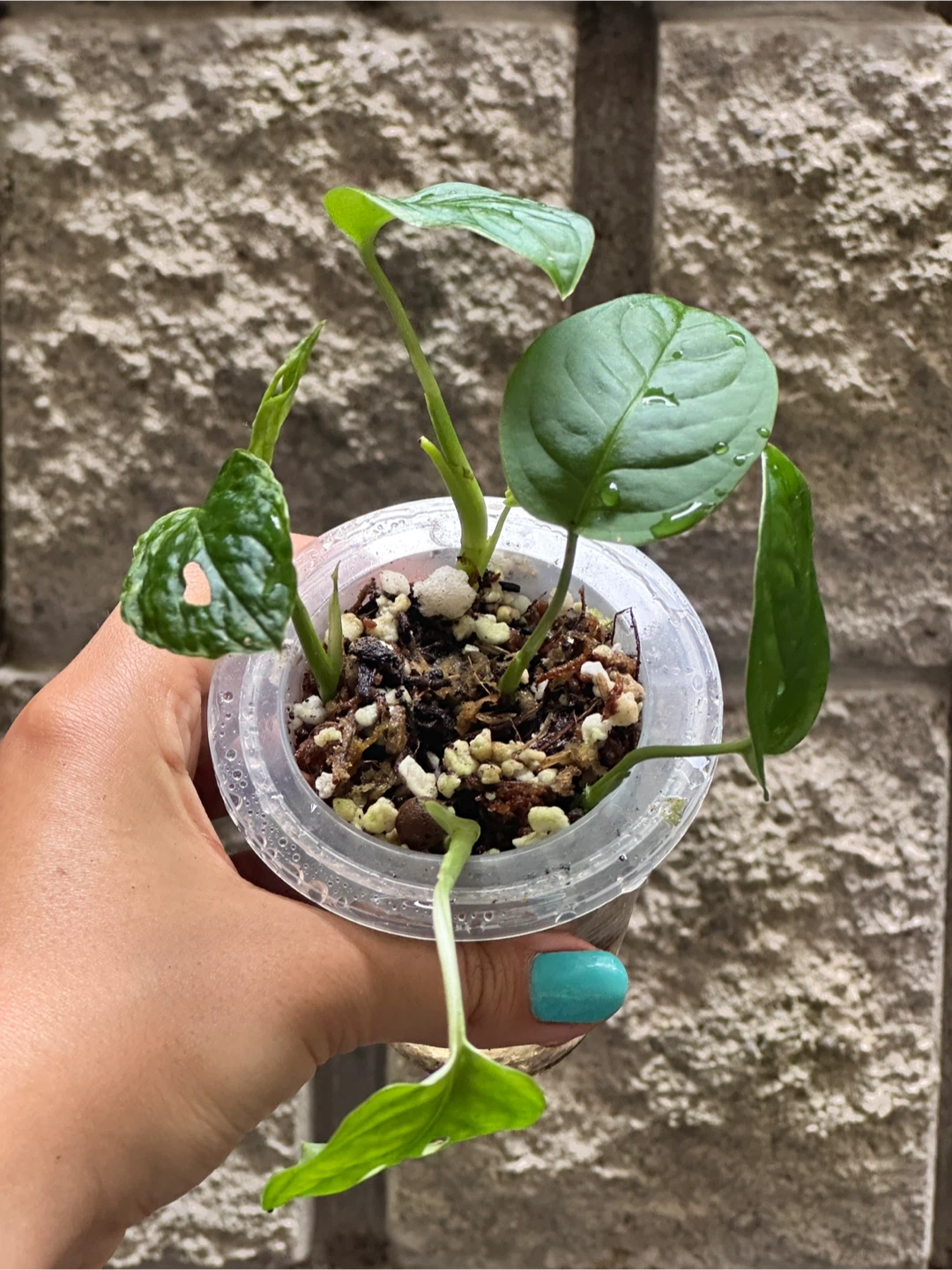 Monstera Adansonii Plant (Albo Revert) - photo 3