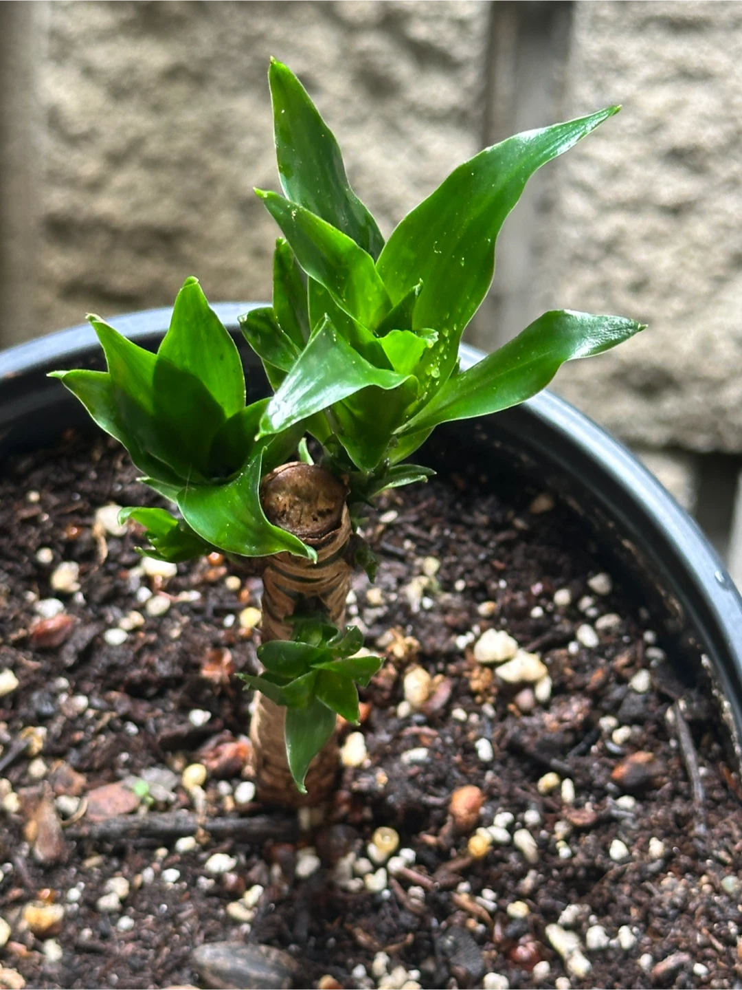 Dracaena Fragrans Plant