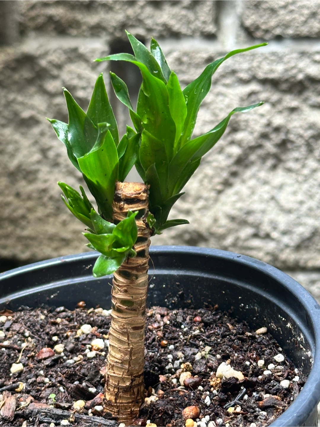 Dracaena Fragrans Plant - photo 2