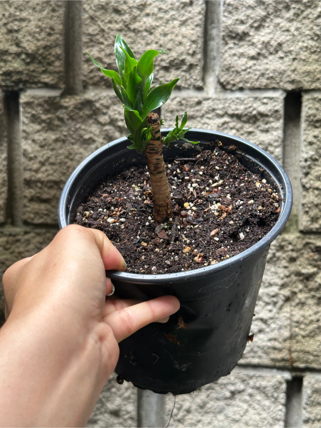 Dracaena Fragrans Plant - photo 3