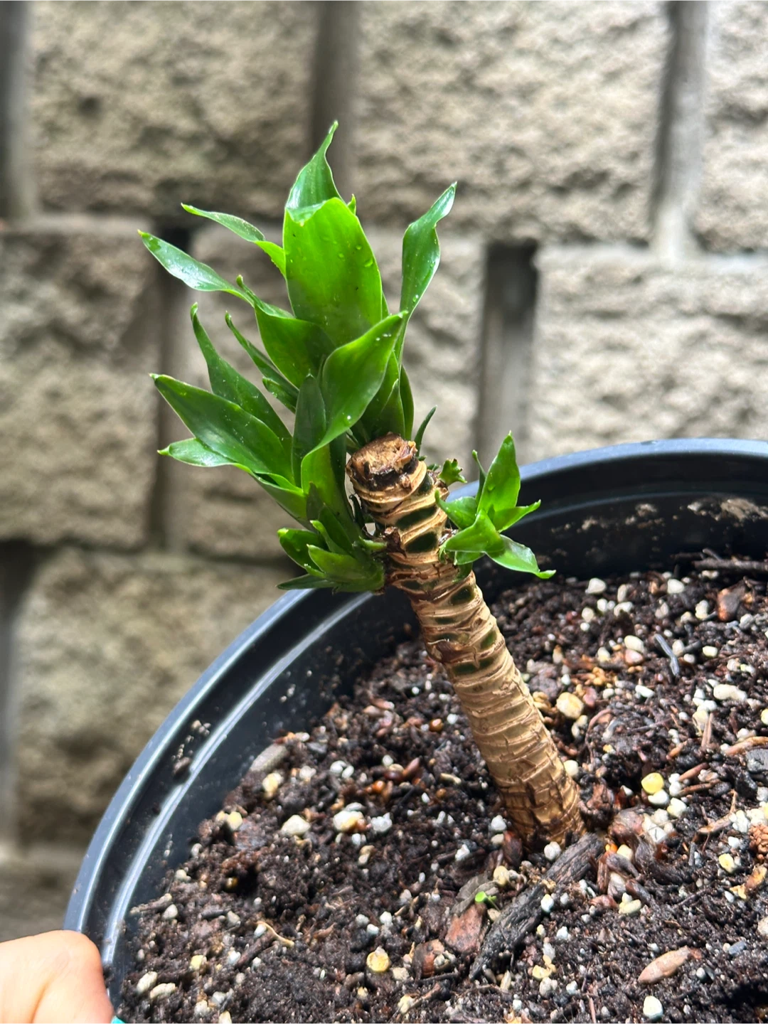 Dracaena Fragrans Plant - photo 4