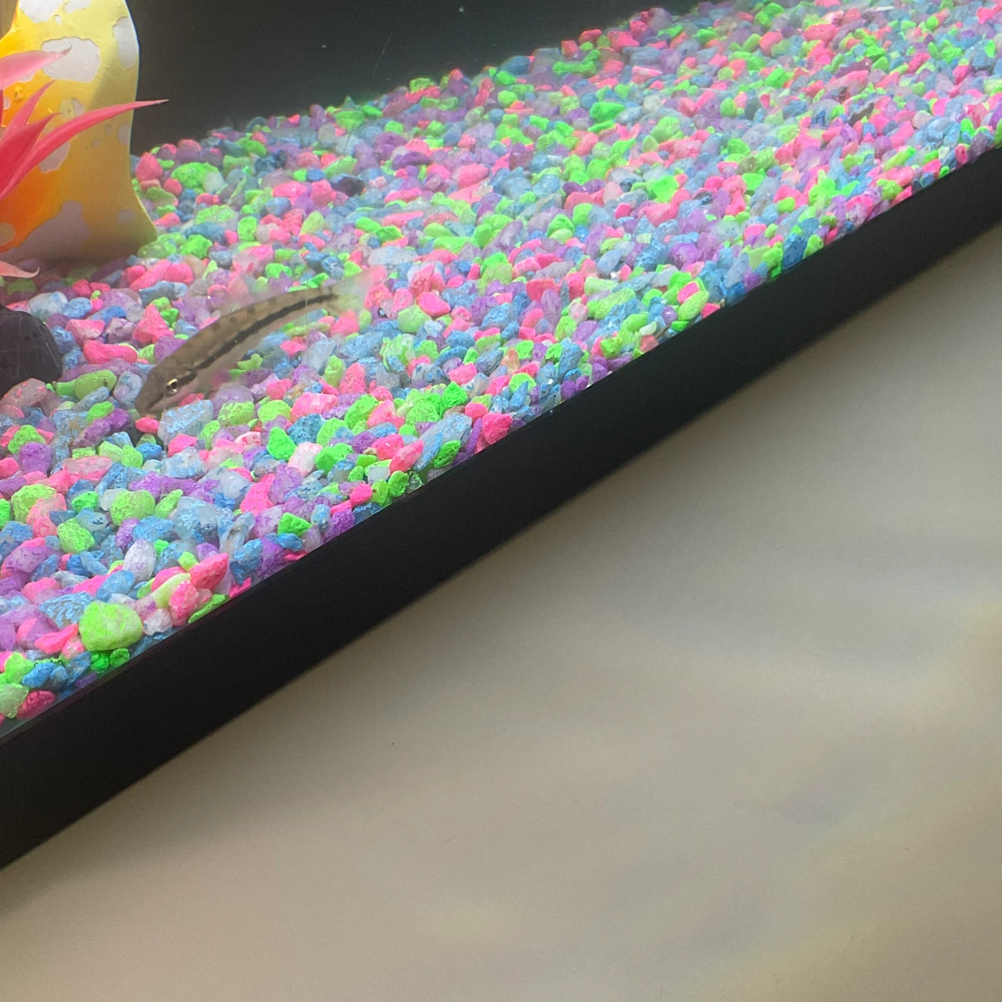 Algae eater fish for sale