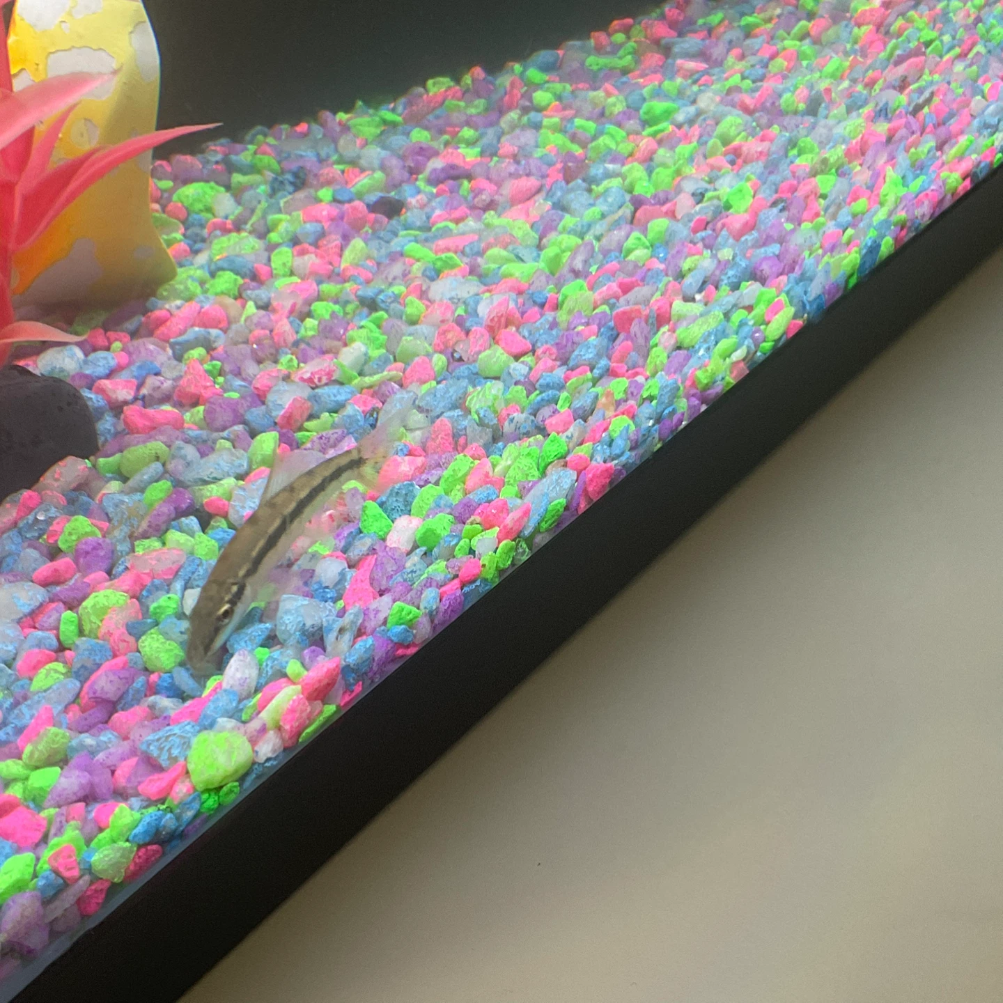 Algae eater fish for sale - photo 2
