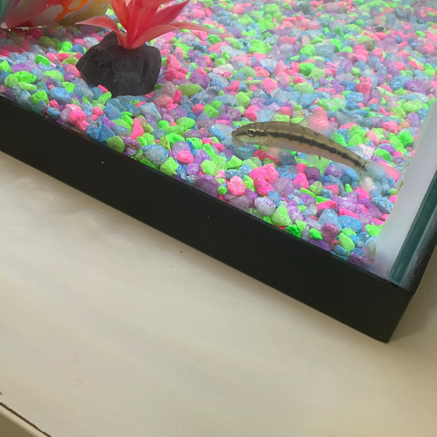 Algae eater fish for sale - photo 3