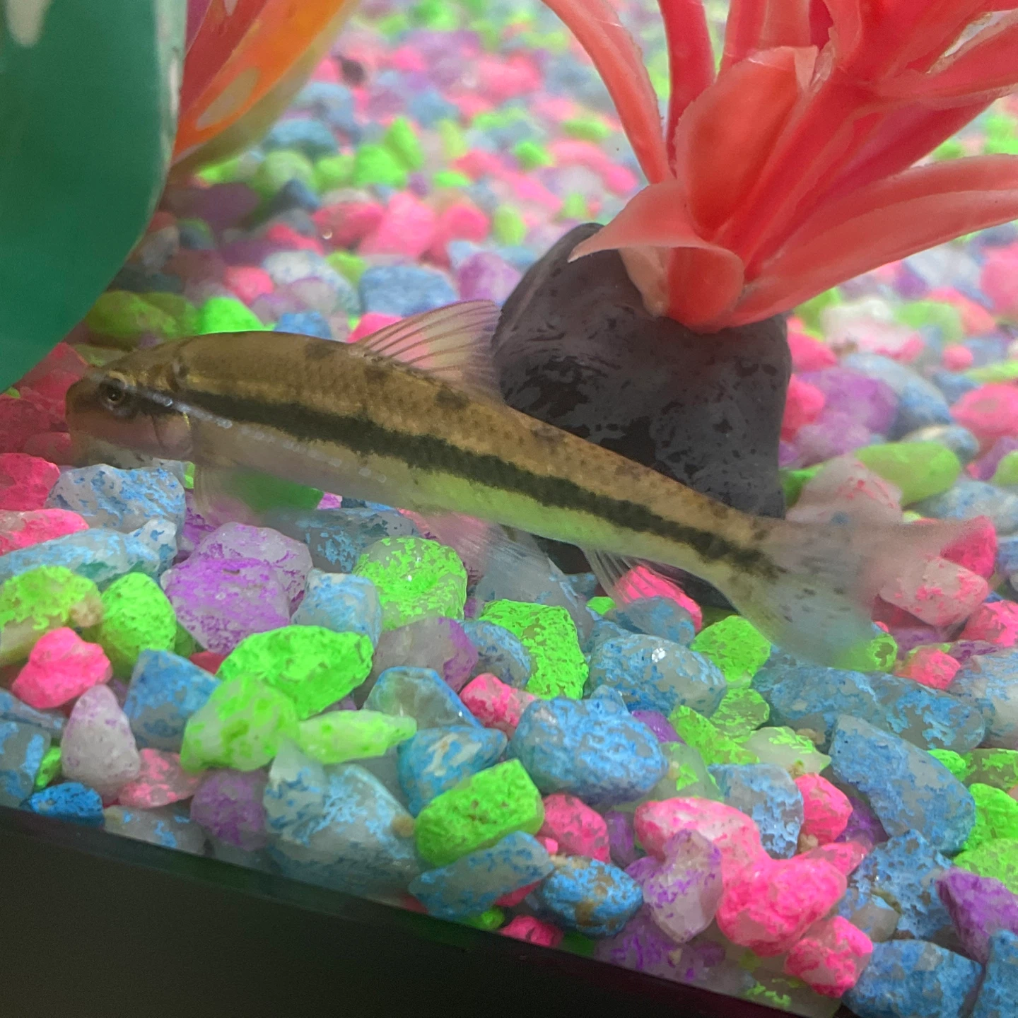 Algae eater fish for sale - photo 4