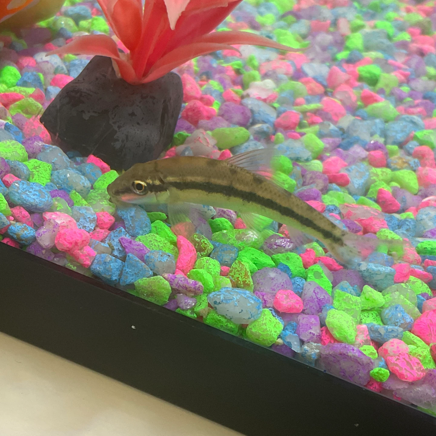Algae eater fish for sale - photo 5