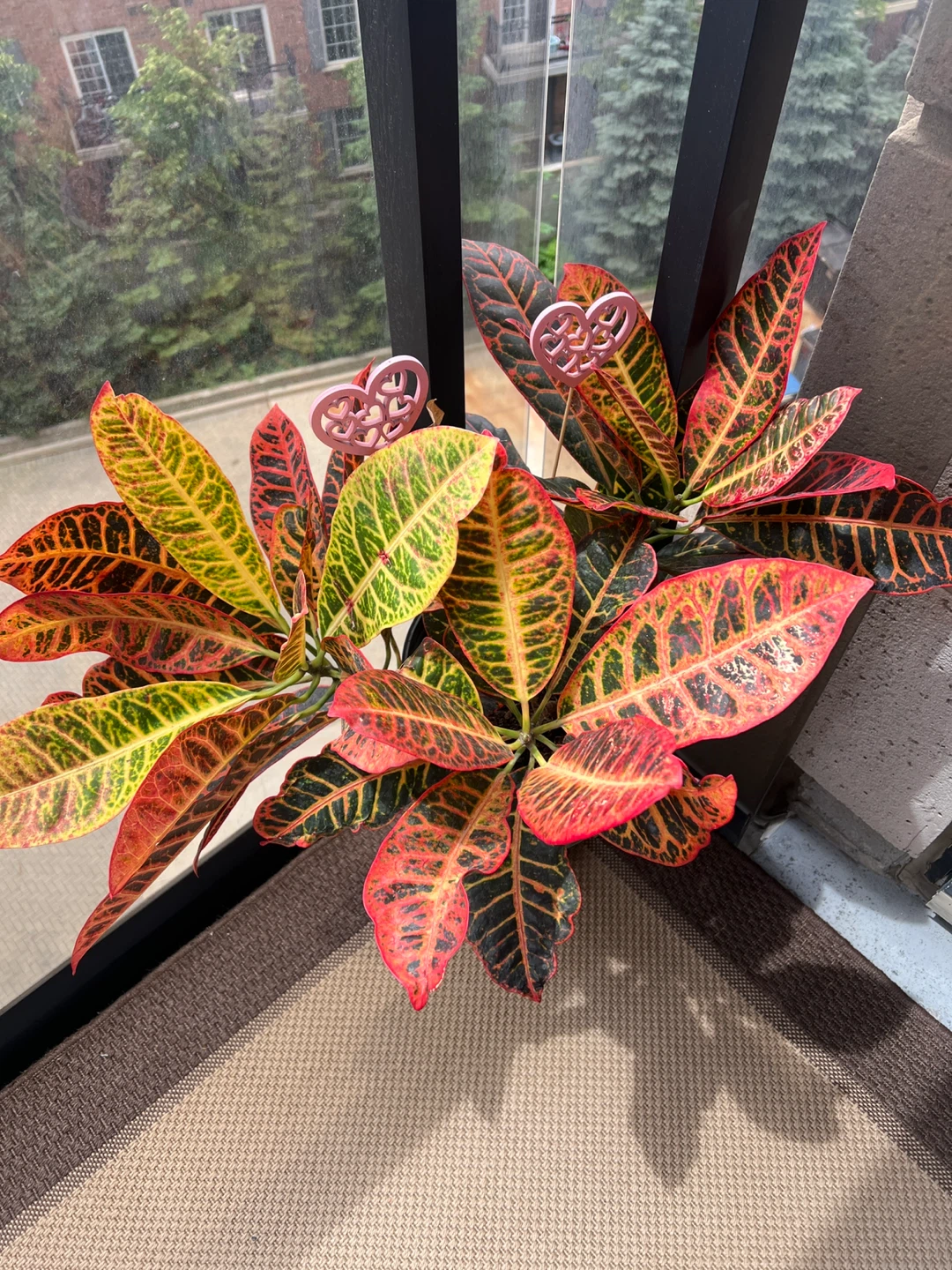 Croton Plant - photo 2