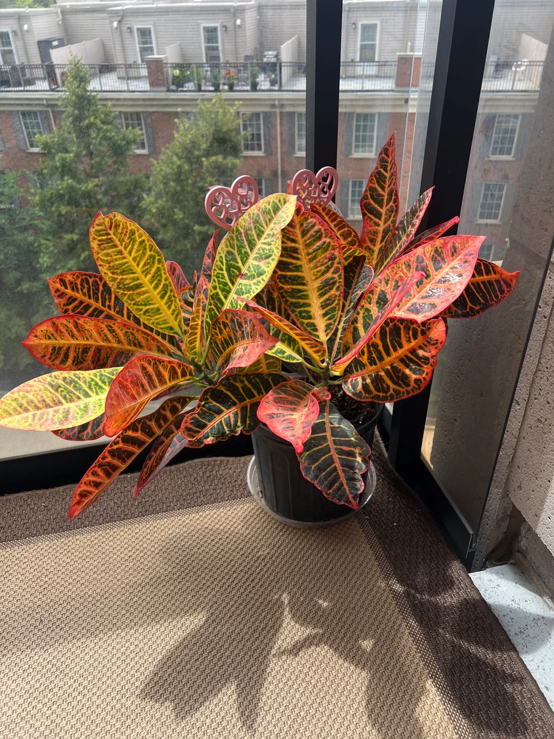 Croton Plant - photo 3