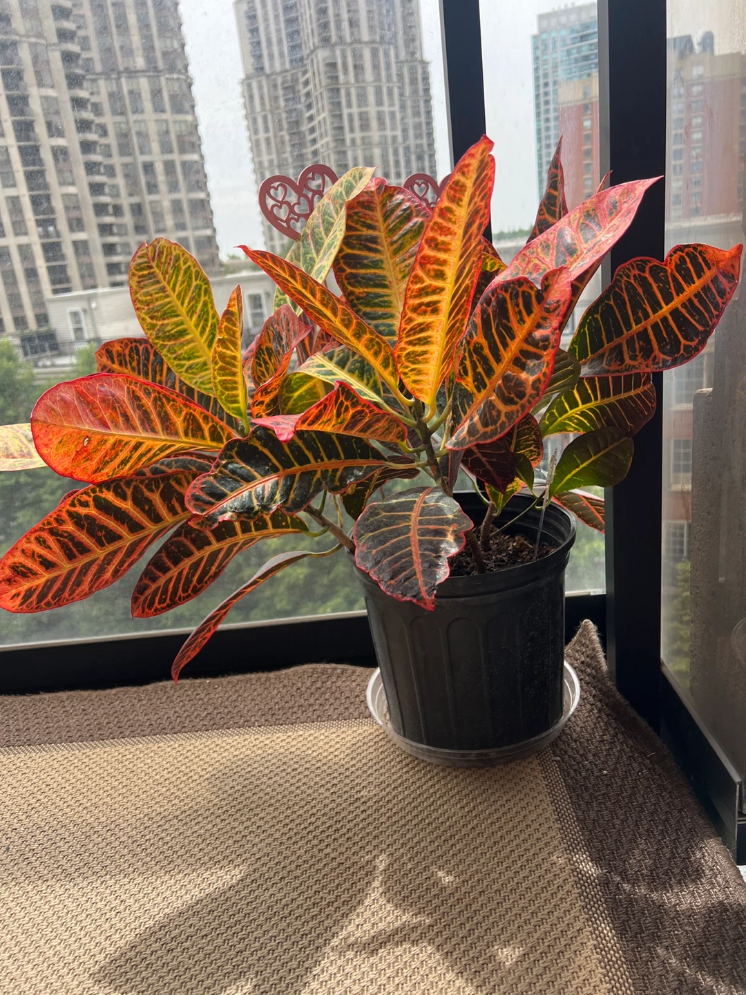 Croton Plant - photo 4