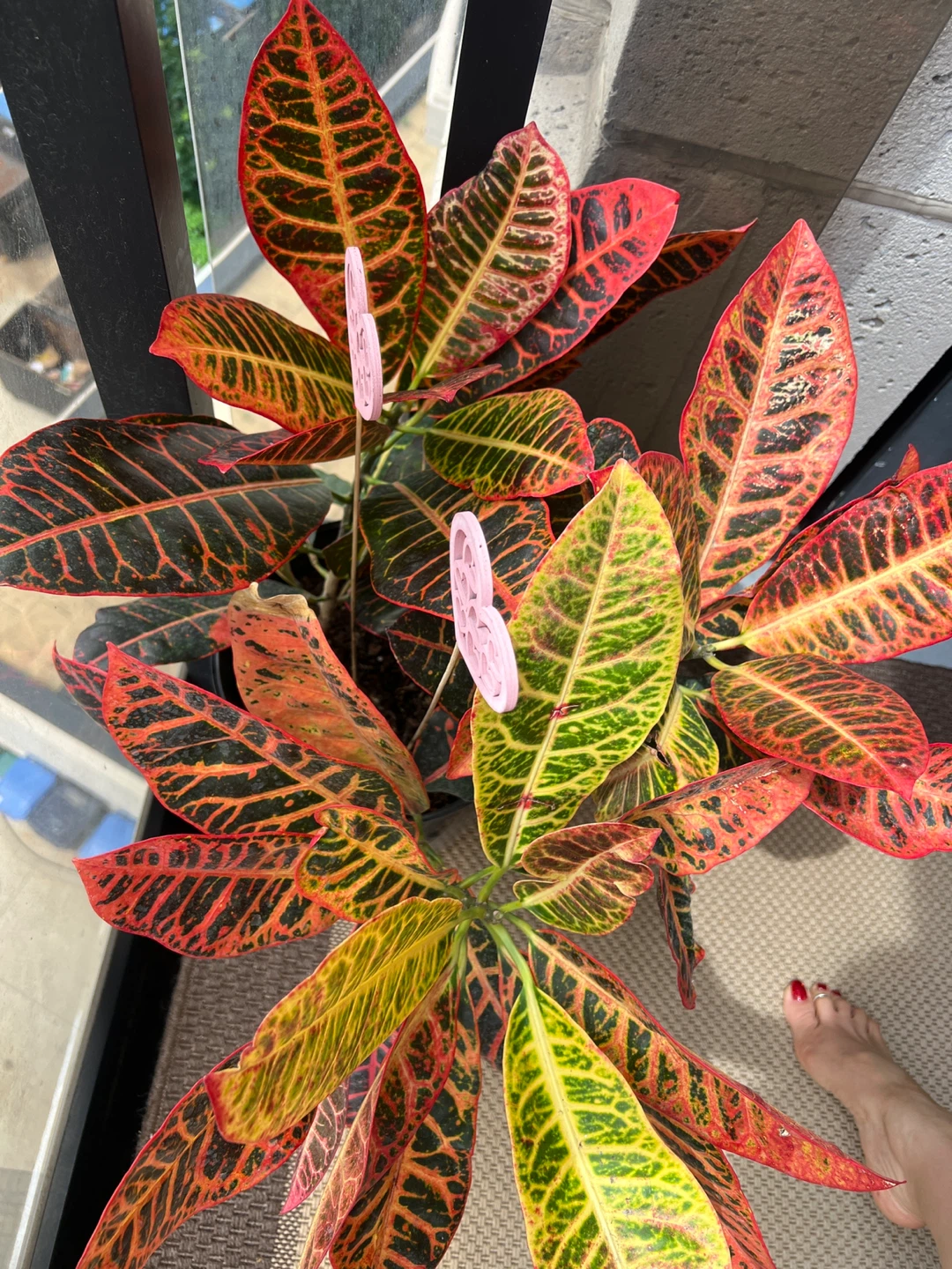 Croton Plant