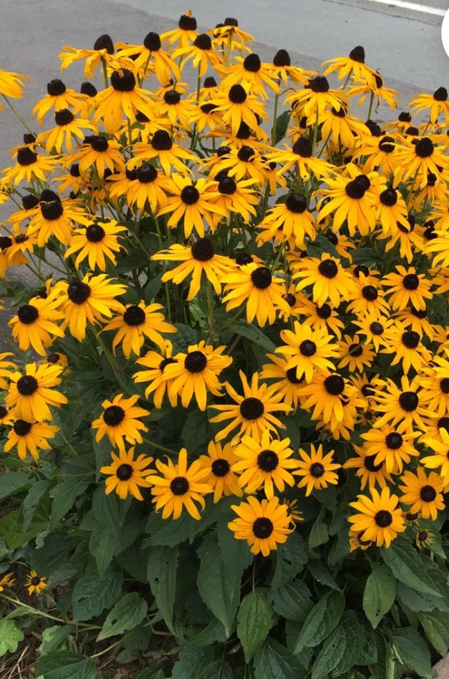 SALE: 3 plants in pot, open up every morning and close at night - photo 4