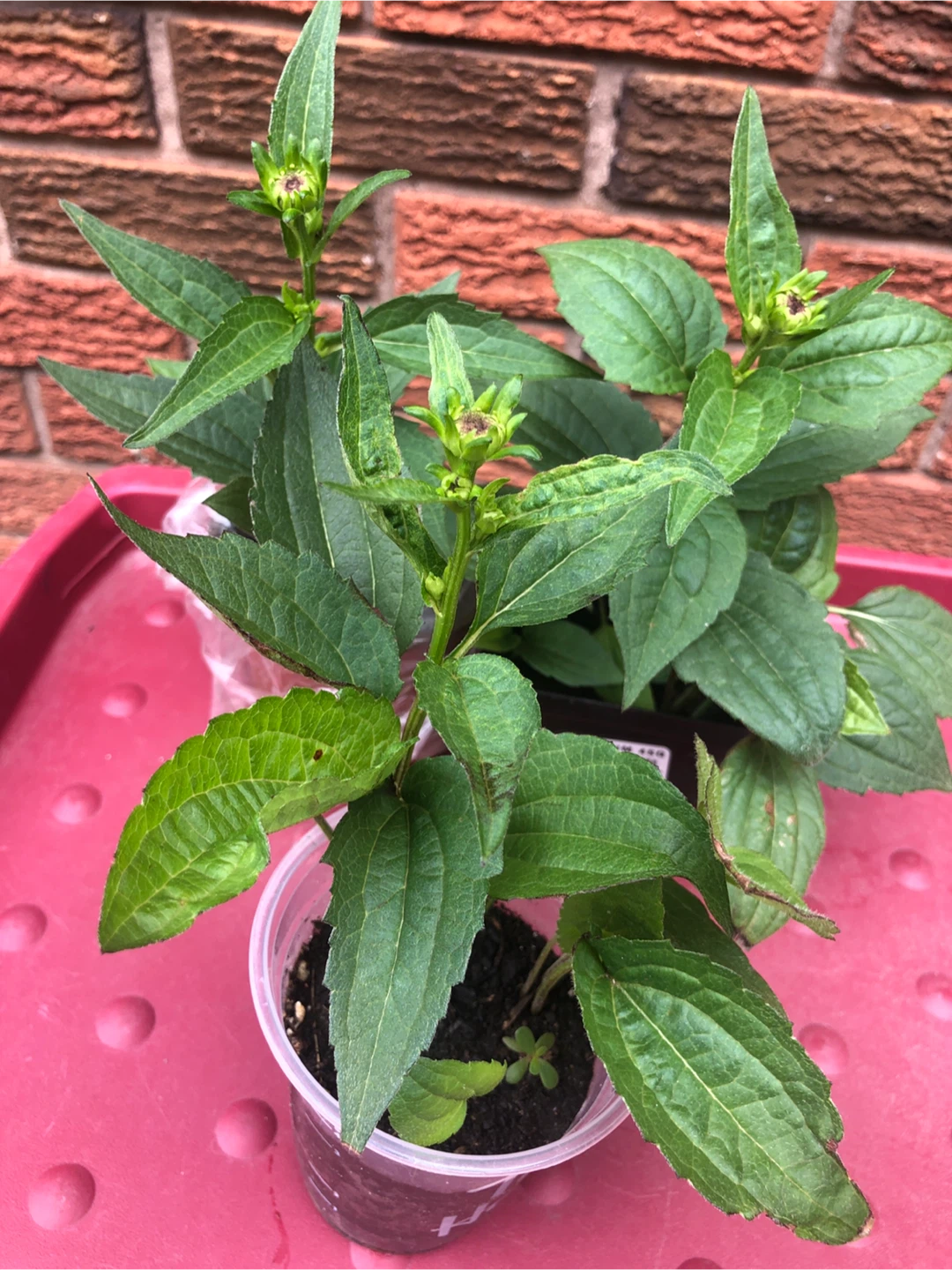 SALE: 3 plants in pot, open up every morning and close at night - photo 5