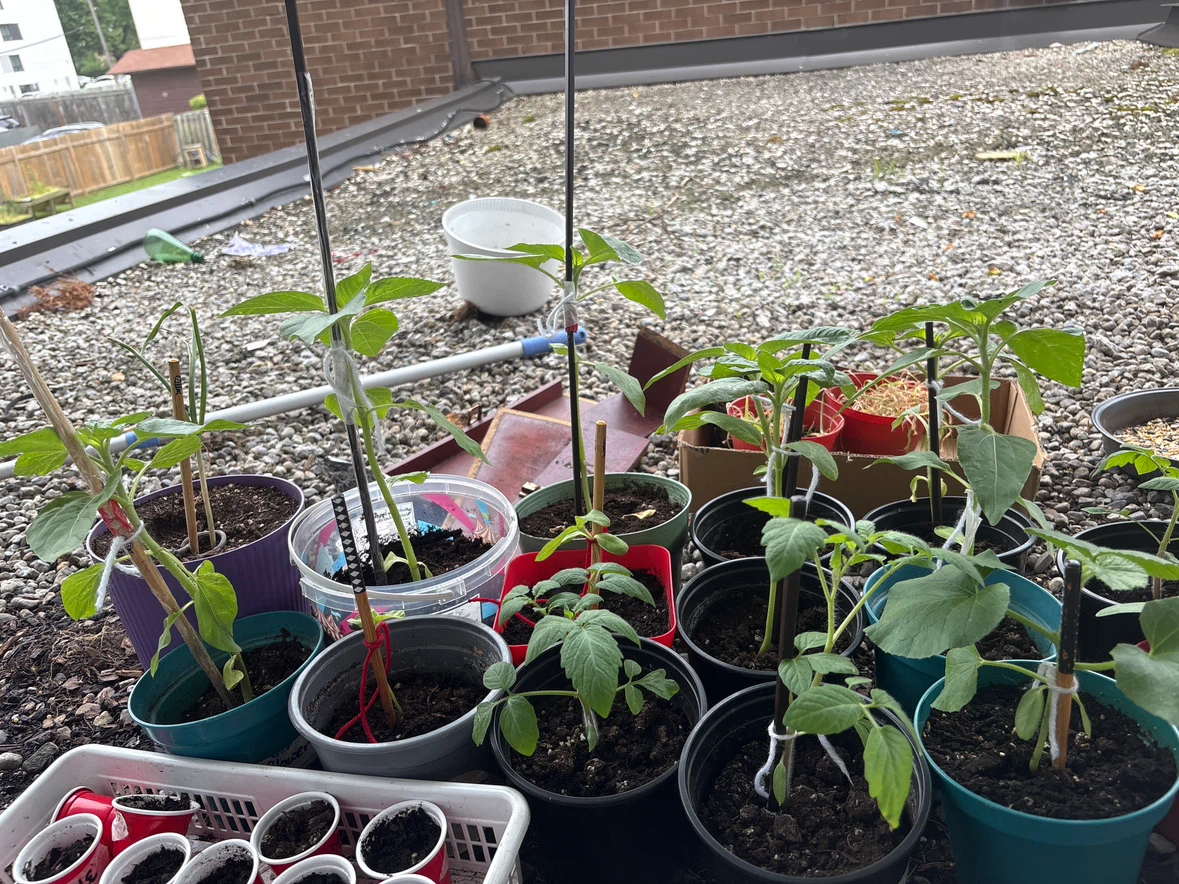 Free sunflower and cantaloupe plants