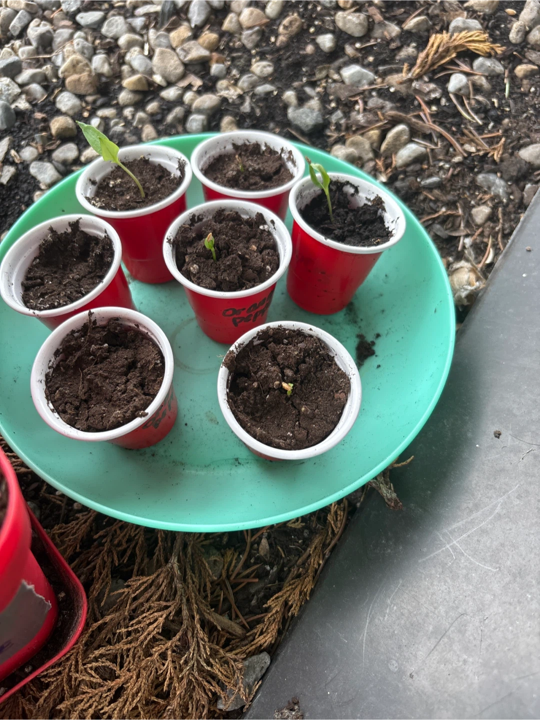 Free sunflower and cantaloupe plants - photo 3