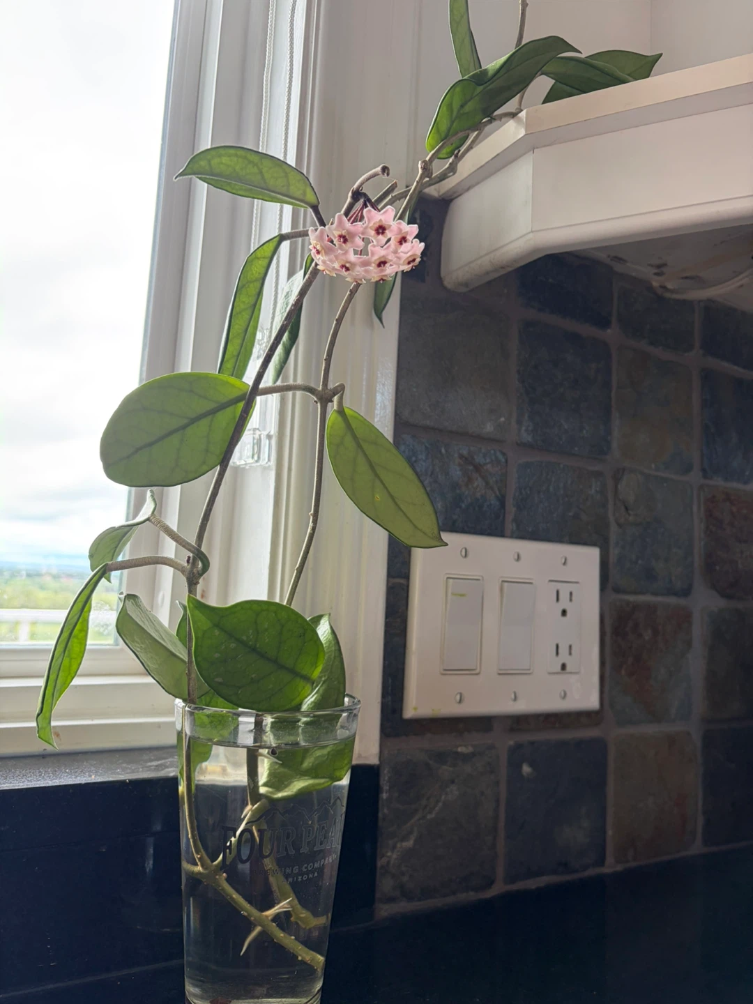 Hoya Carnosa Plant Cutting