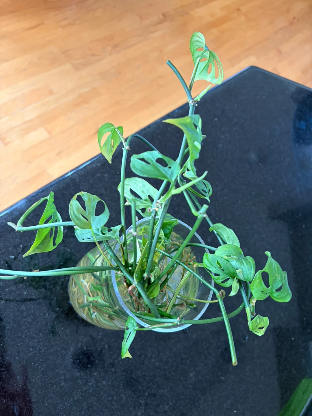 Monstera Adansonii Plant Cutting