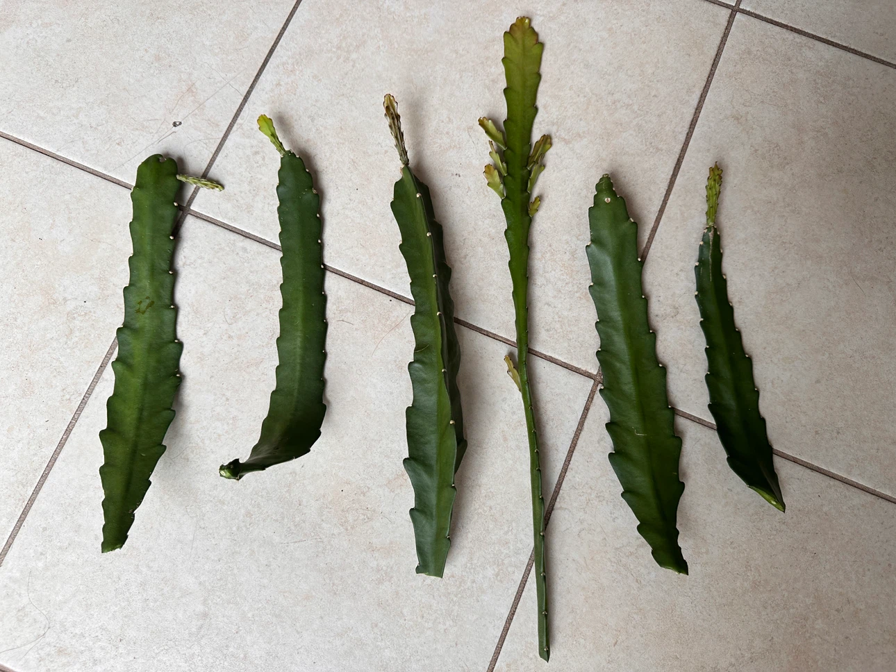 Dragon Fruit Cuttings - 6 Pieces