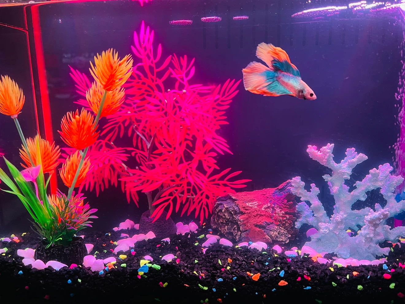 Top Fin® Custom Colorflow™ Aquarium with Color-Changing LEDs