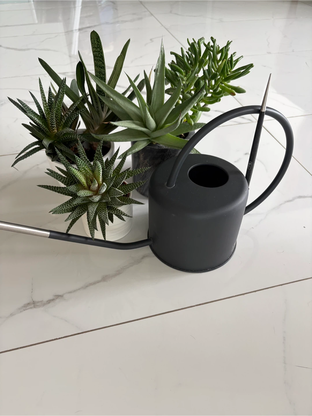 Assorted succulent planters and Modern Black Watering Can