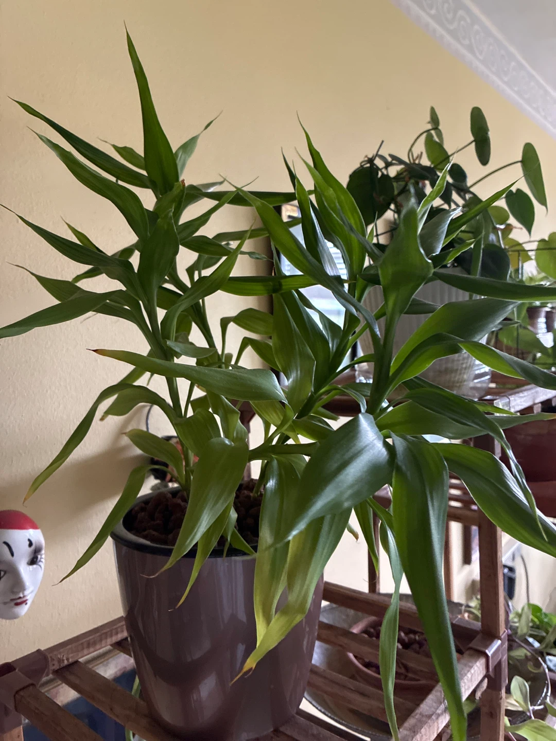 Lucky Bamboo Plant in Pot