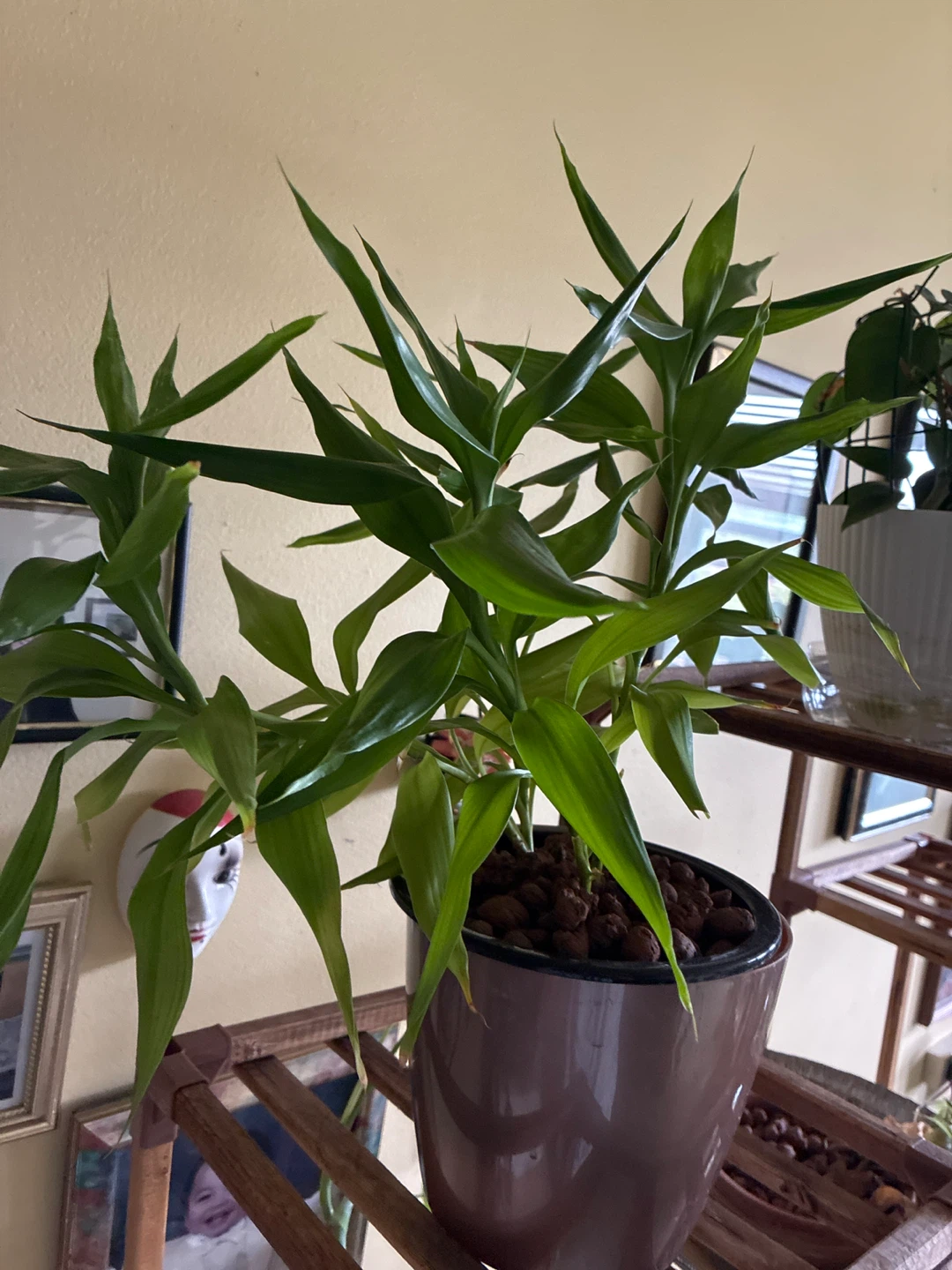 Lucky Bamboo Plant in Pot - photo 2