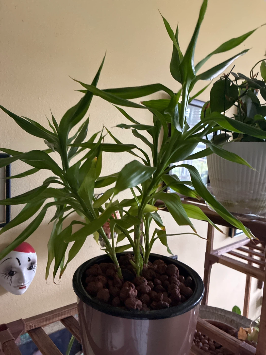 Lucky Bamboo Plant in Pot - photo 3