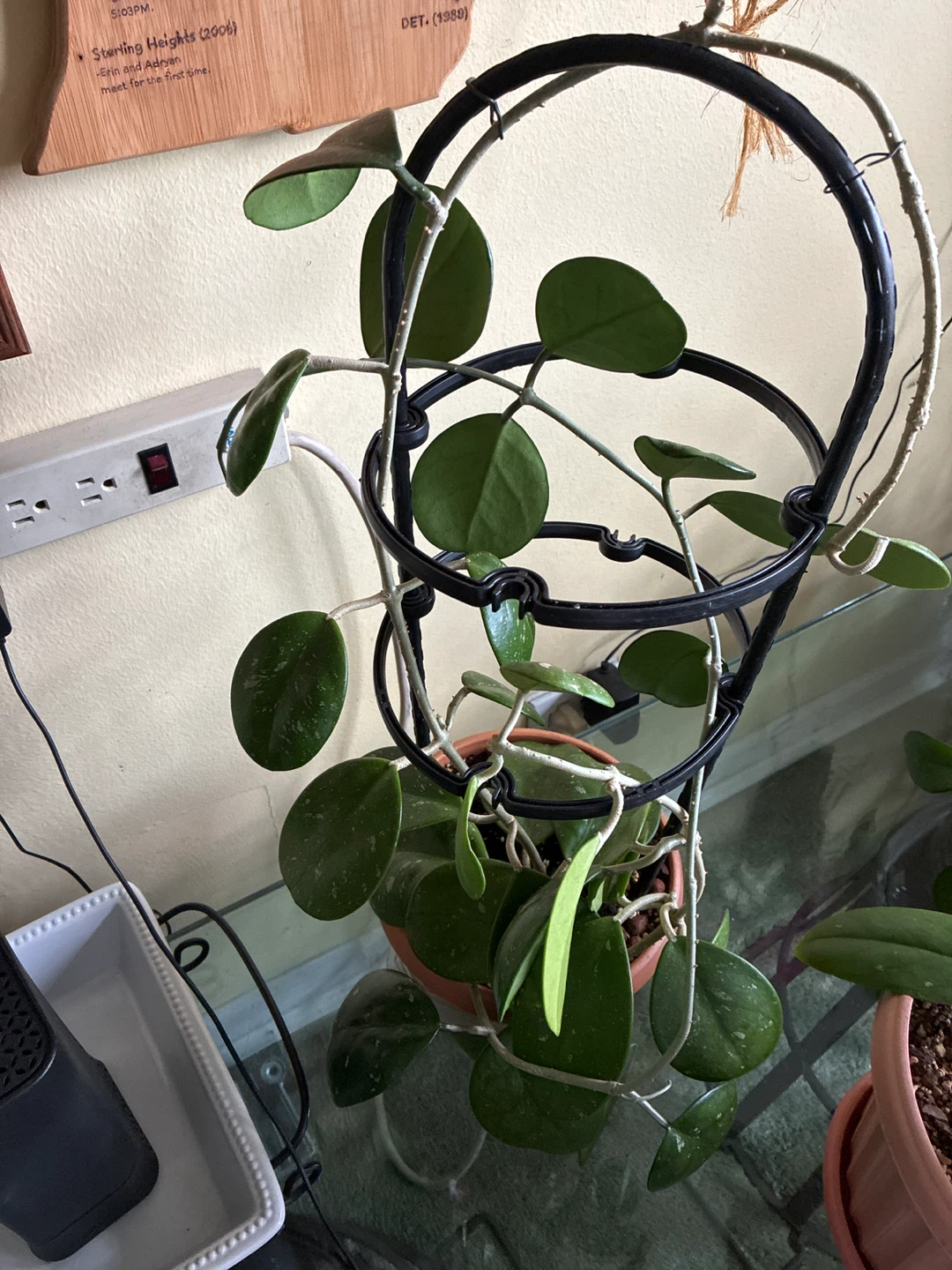 Hoya Ovobata Plant