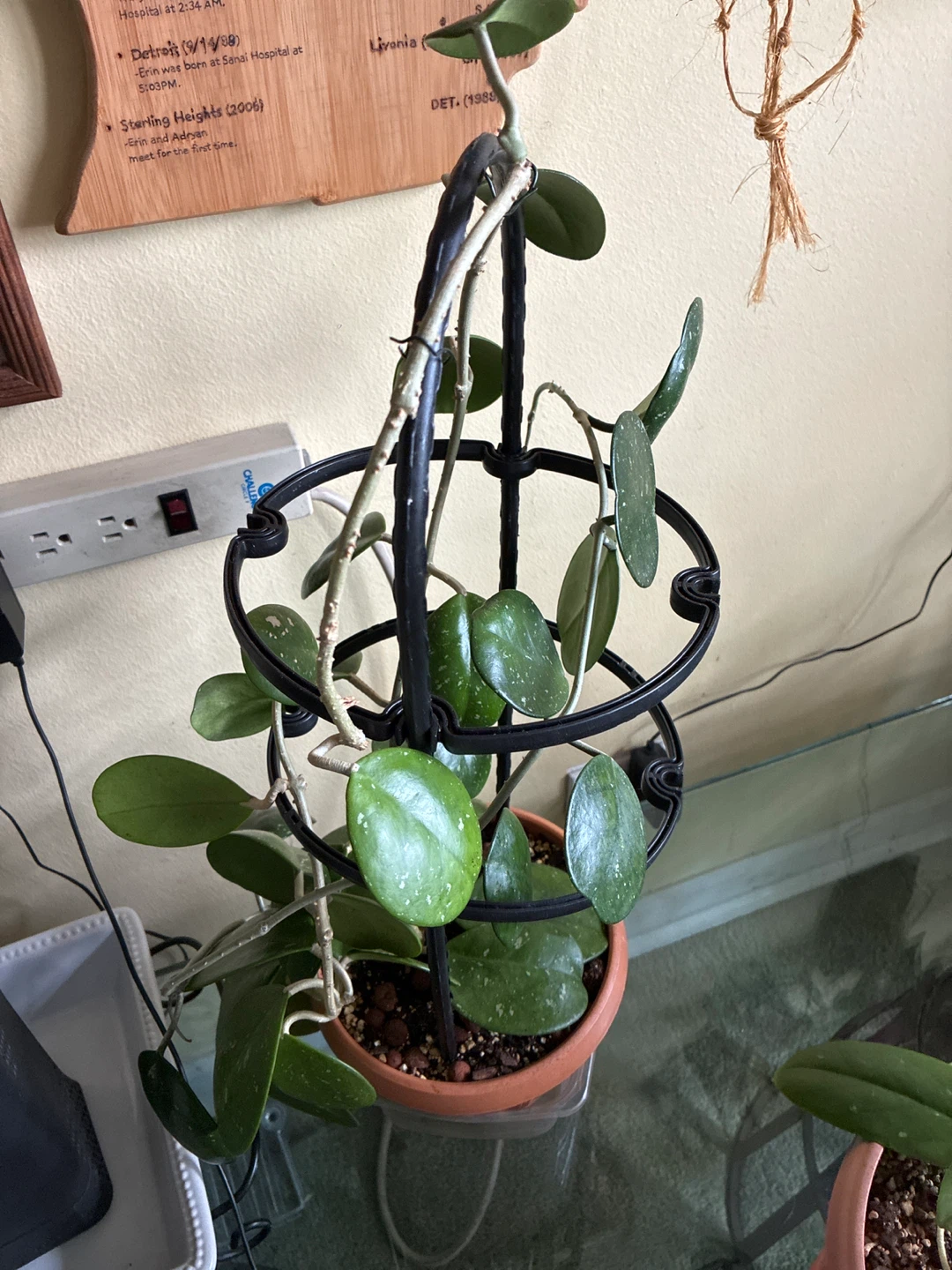 Hoya Ovobata Plant - photo 2