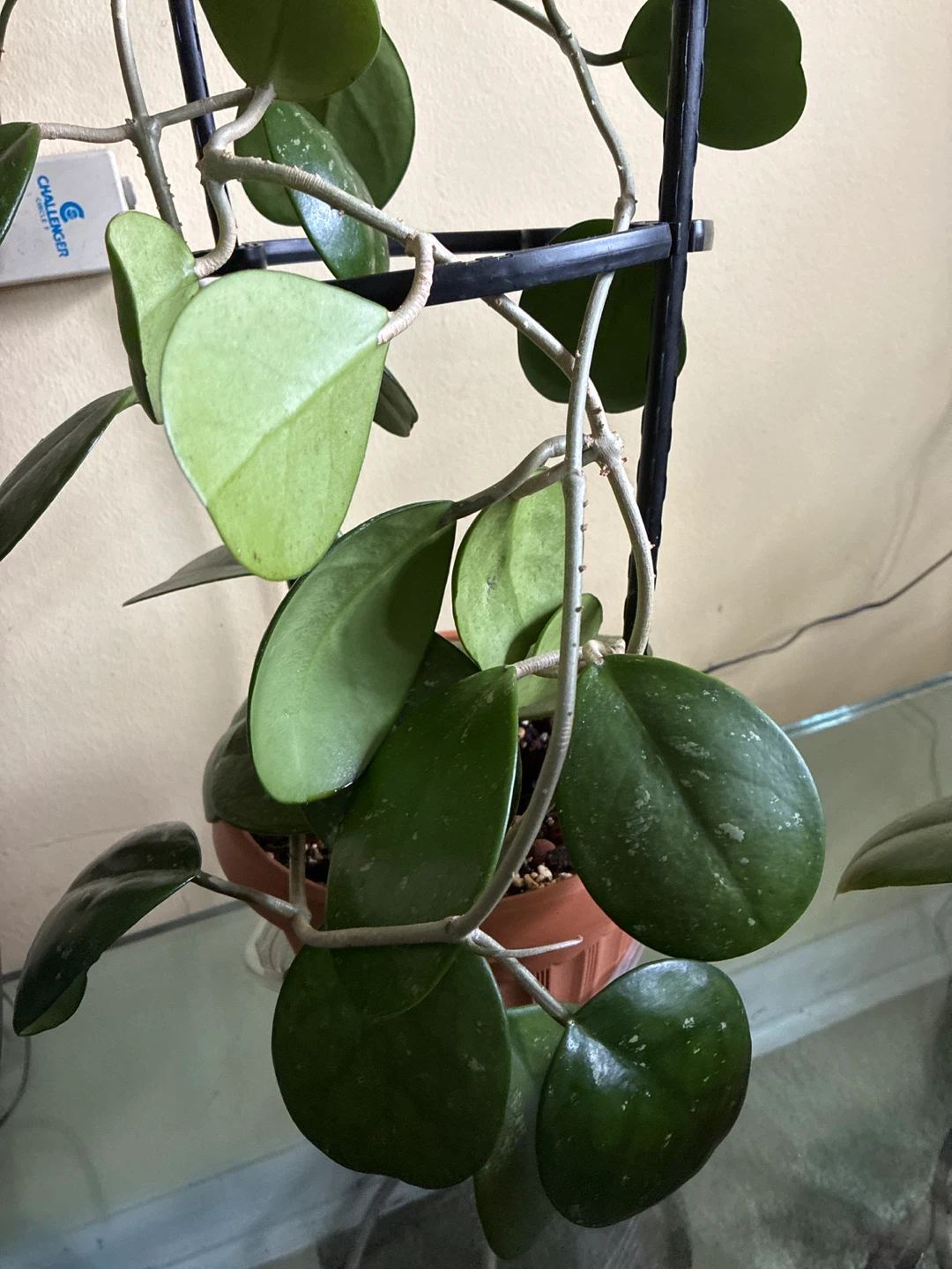 Hoya Ovobata Plant - photo 3