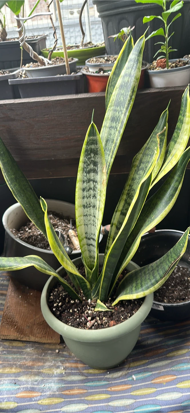 Snake Plant (Sansevieria trifasciata) in Pot