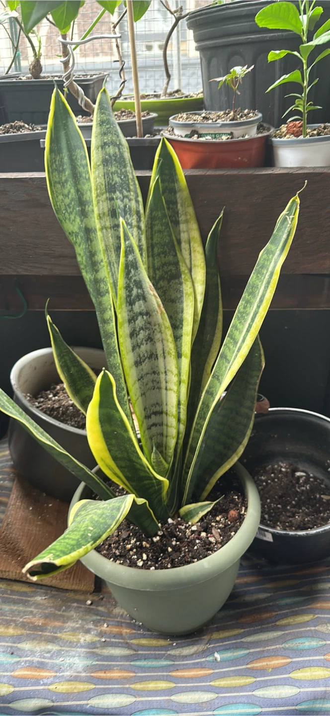 Snake Plant (Sansevieria trifasciata) in Pot - photo 2