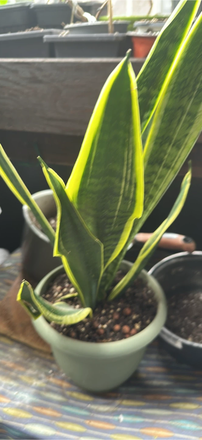 Snake Plant (Sansevieria trifasciata) in Pot - photo 3