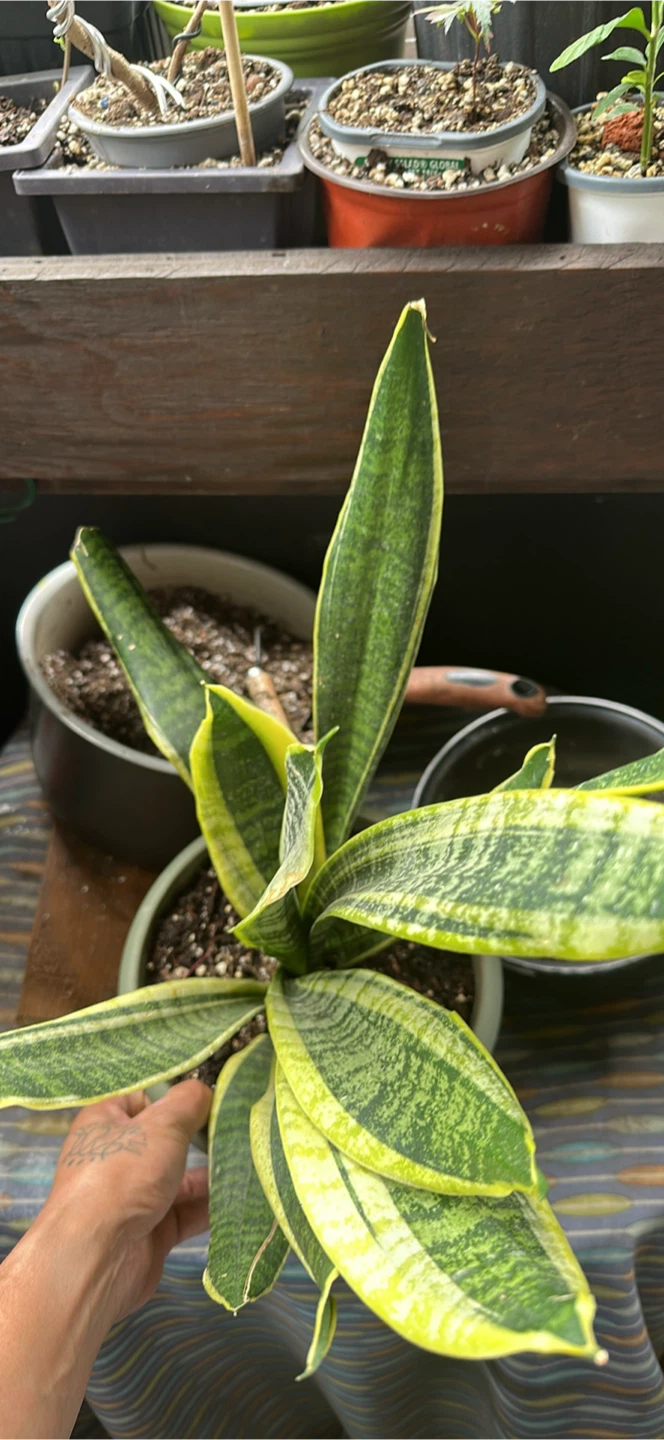 Snake Plant (Sansevieria trifasciata) in Pot - photo 4