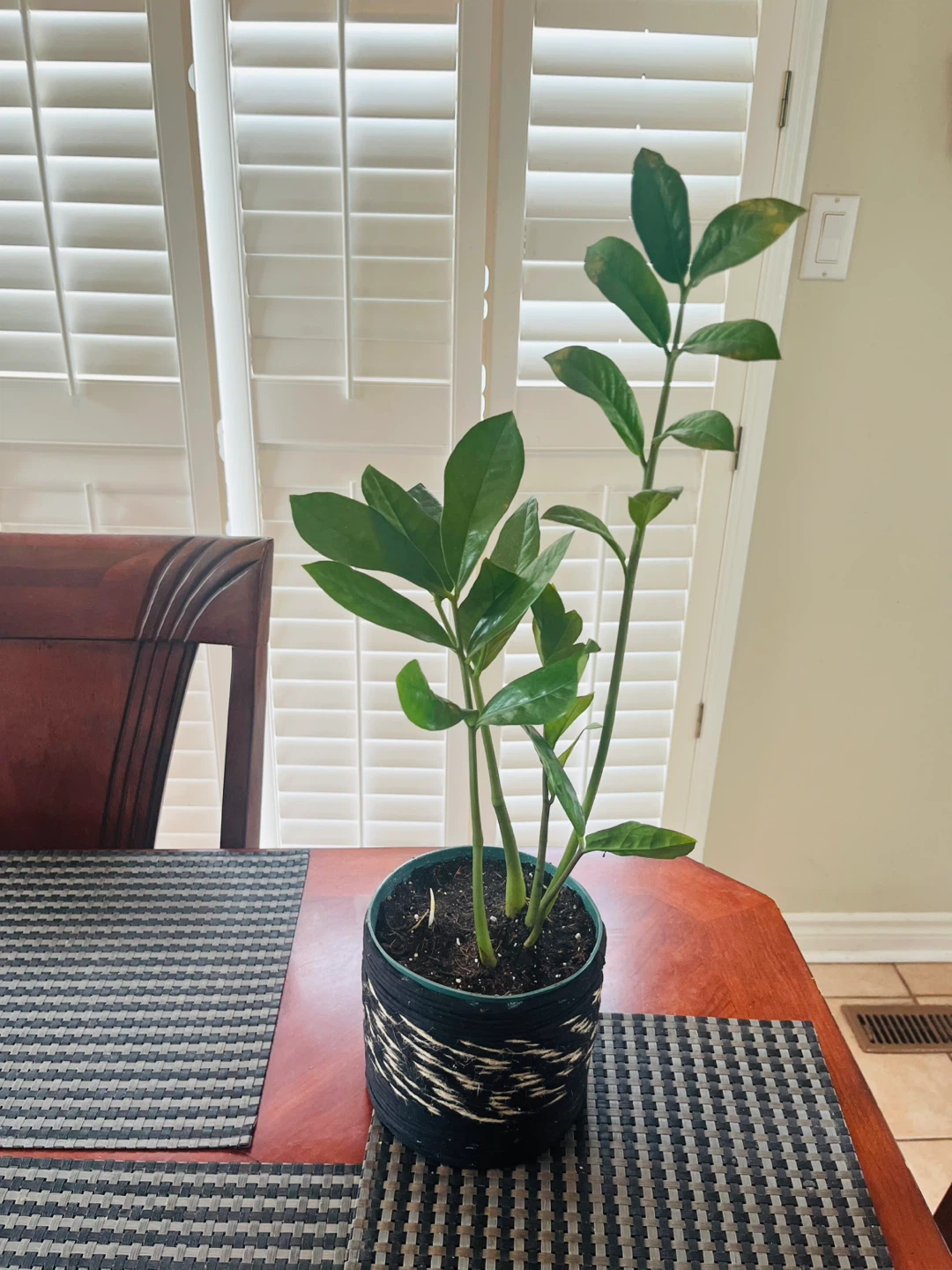 Zamioculcas Zamiifolia ZZ Plant w/ pot