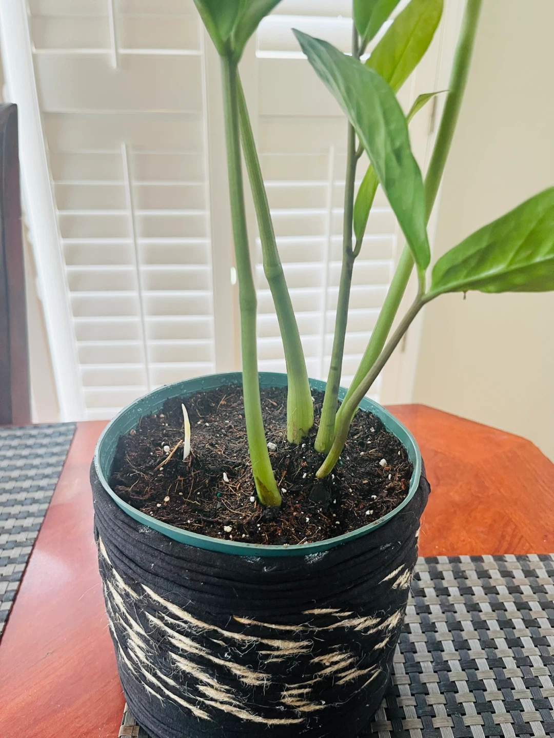 Zamioculcas Zamiifolia ZZ Plant w/ pot - photo 2