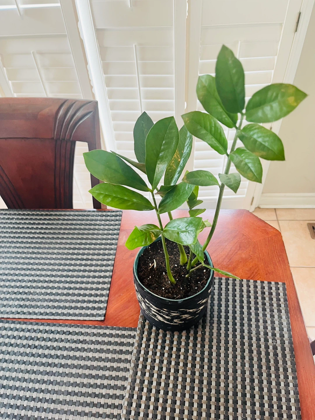 Zamioculcas Zamiifolia ZZ Plant w/ pot - photo 3