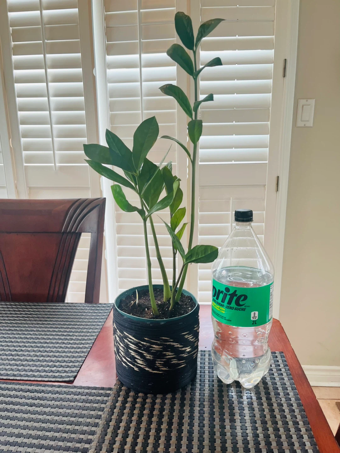 Zamioculcas Zamiifolia ZZ Plant w/ pot - photo 4