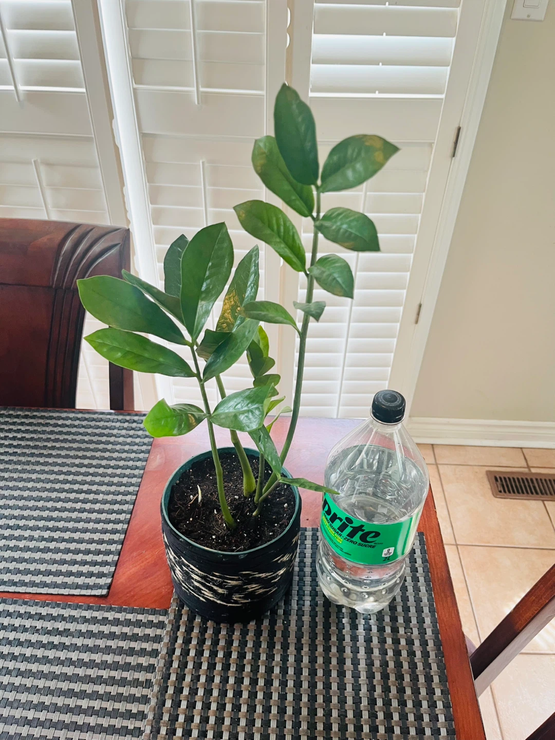 Zamioculcas Zamiifolia ZZ Plant w/ pot - photo 5