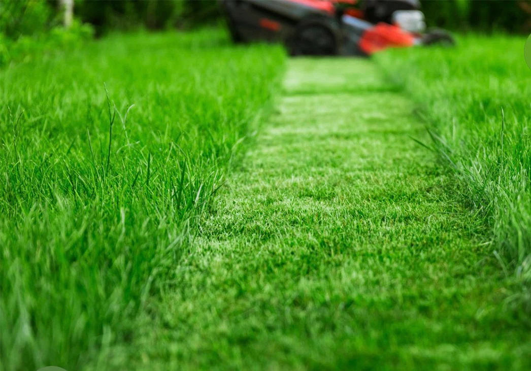Grass Cutting & Tree Cutting Services - photo 2