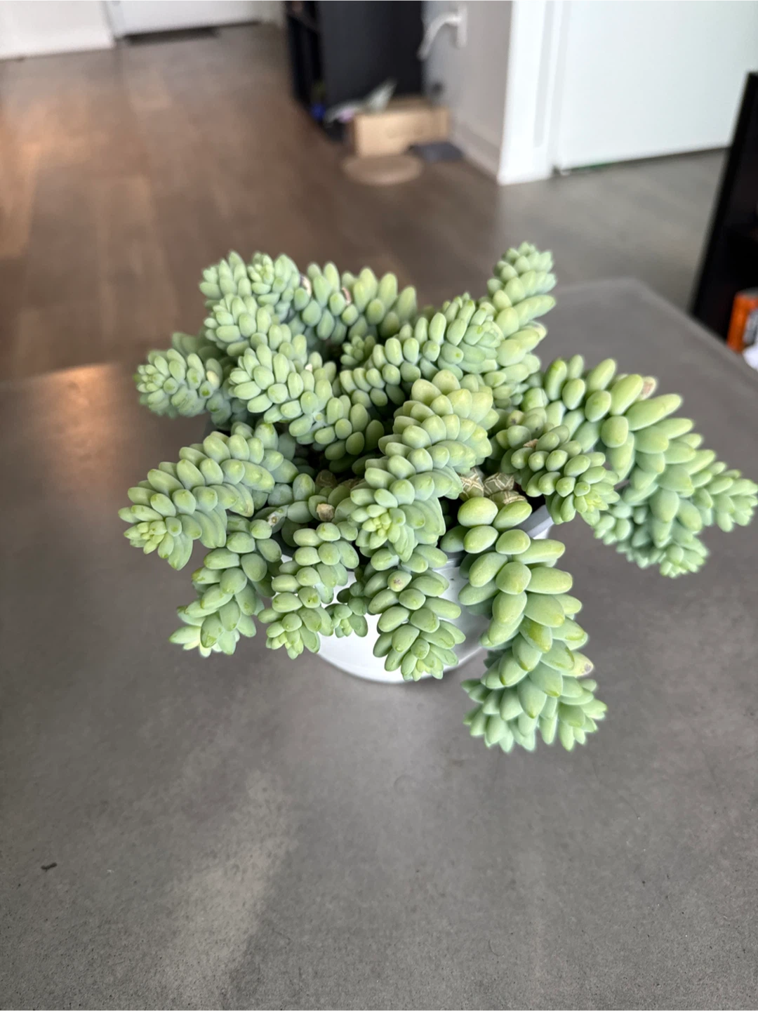 Sedum morganianum (Burro's Tail) Succulent Plant - photo 2
