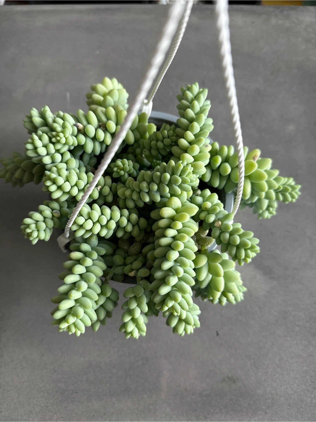 Sedum morganianum (Burro's Tail) Succulent Plant - photo 3