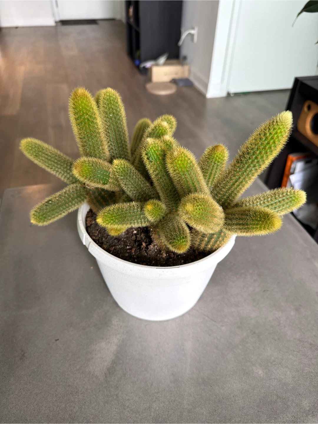 Rattail Cactus Plant