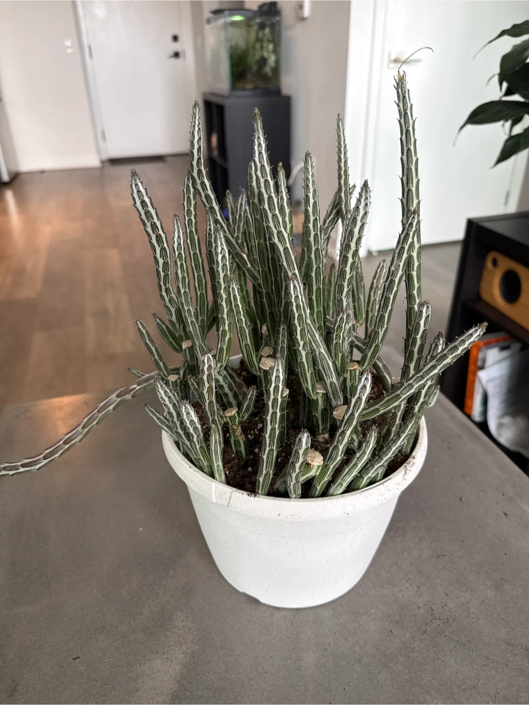 Pickle cactus