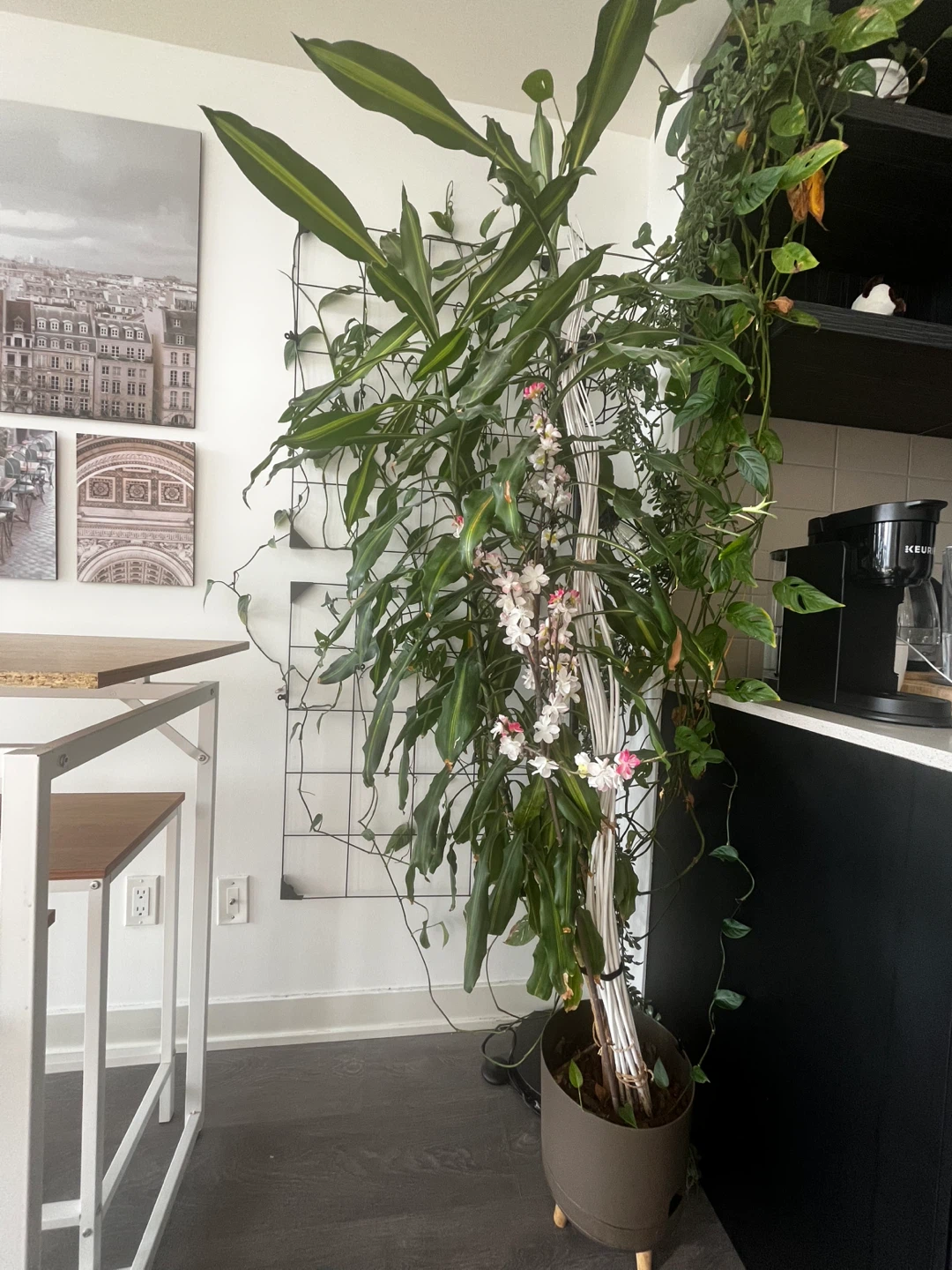Large Potted Indoor Plant with White Flowers