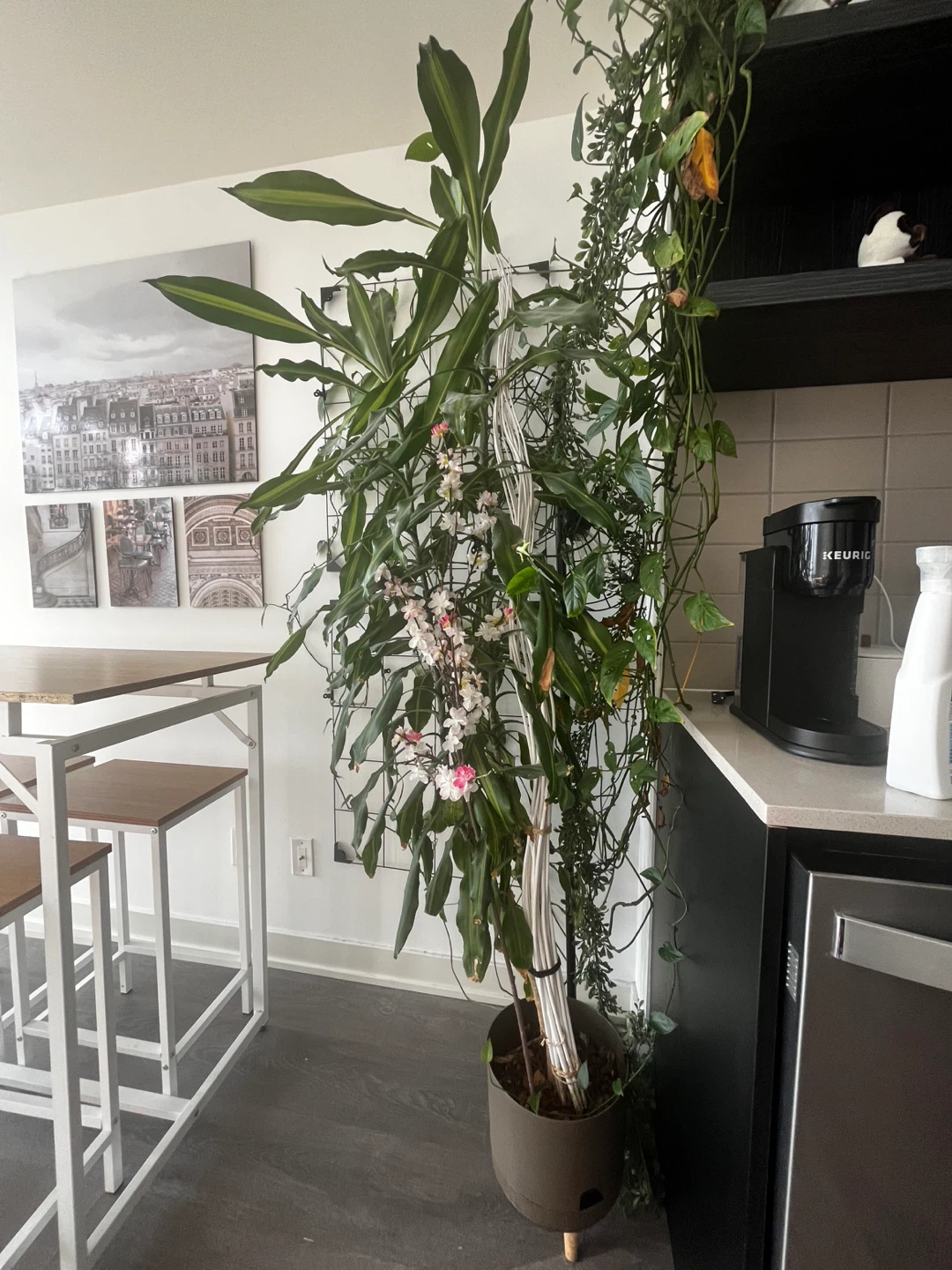 Large Potted Indoor Plant with White Flowers - photo 2