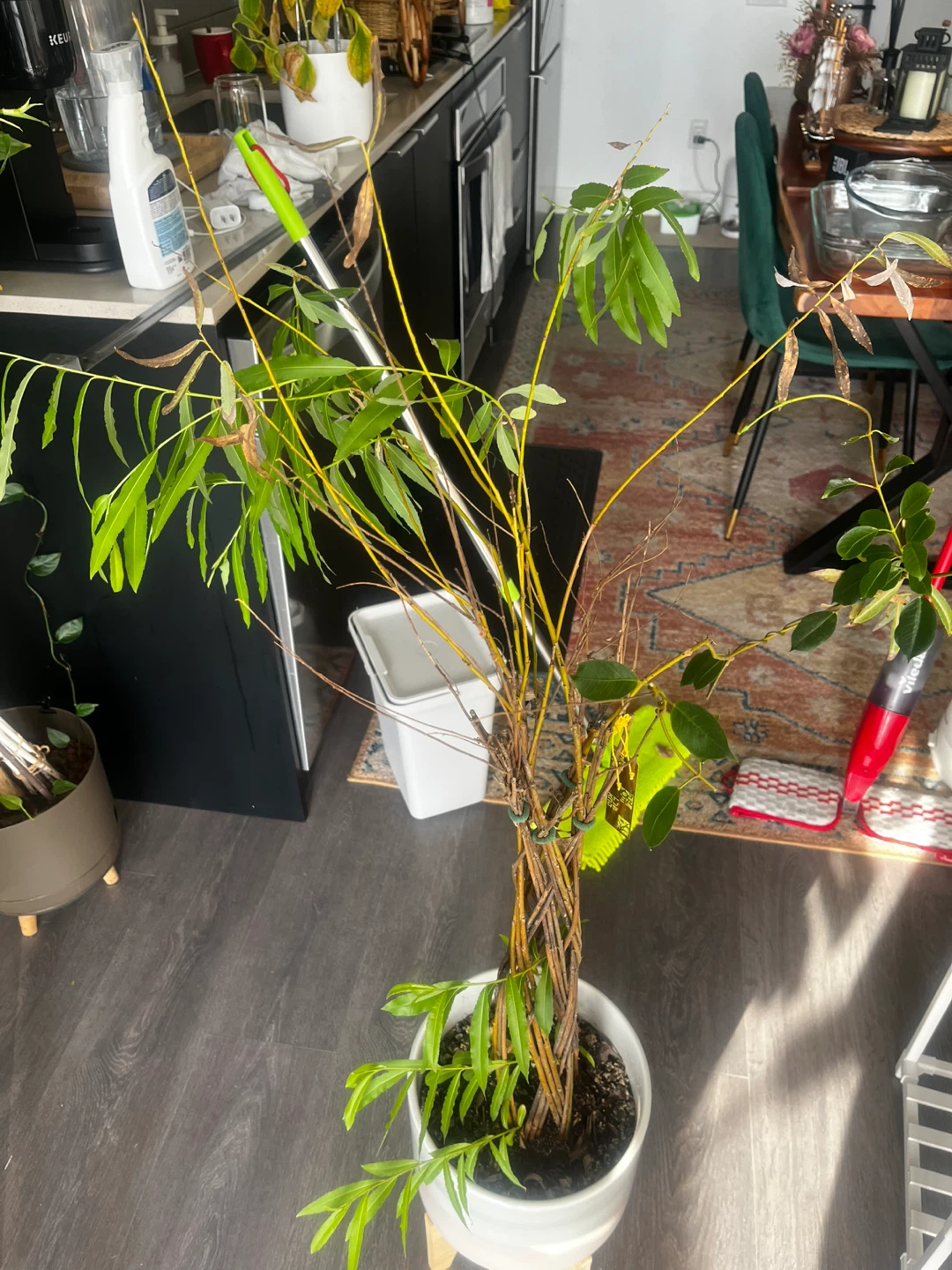 Braided Potted Plant - photo 2
