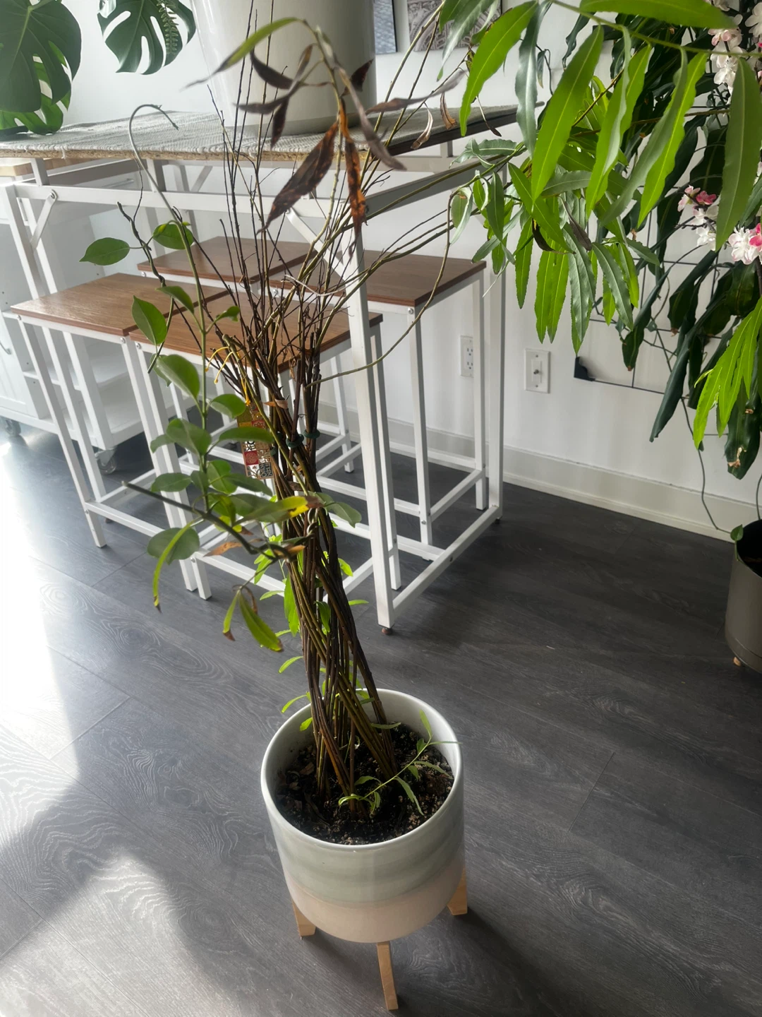Braided Potted Plant - photo 3