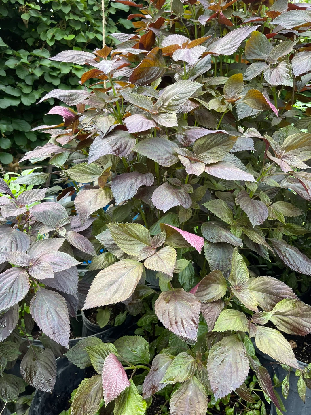 Purple Shiso Plant (Perilla)