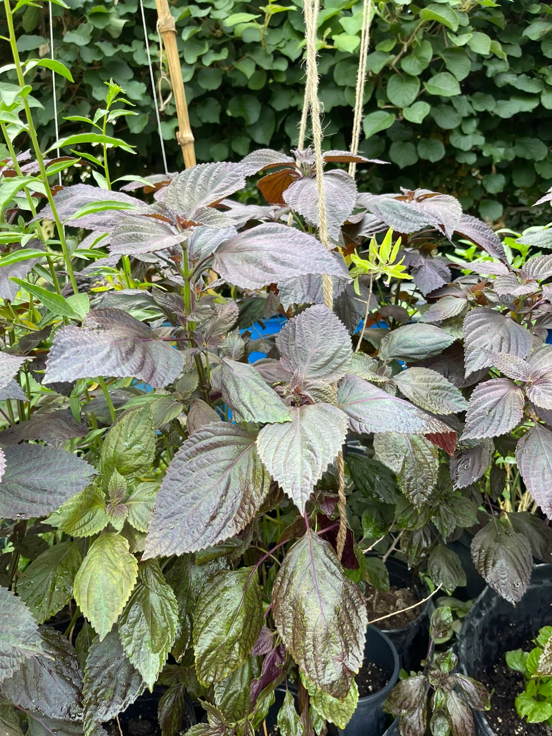 Purple Shiso Plant (Perilla) - photo 2